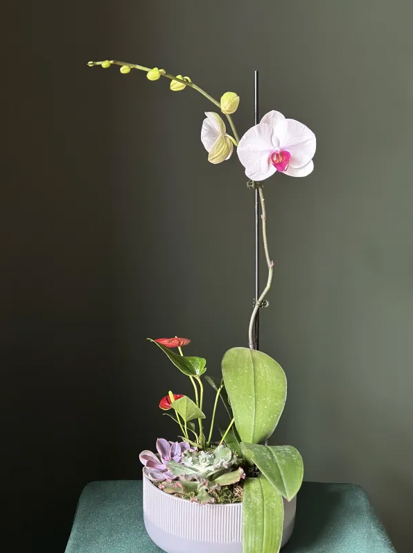 Orchid and Succulent Pot Arrangement
