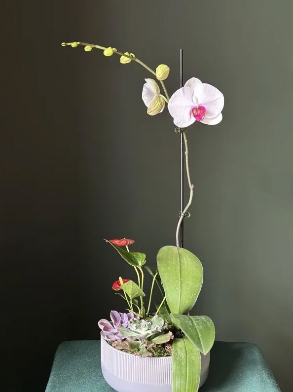 orchid and succulent arrangement Orchid and Succulent Pot Arrangement