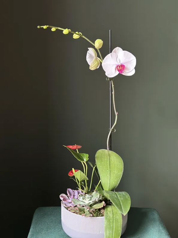 Orchid and Succulent Pot Arrangement