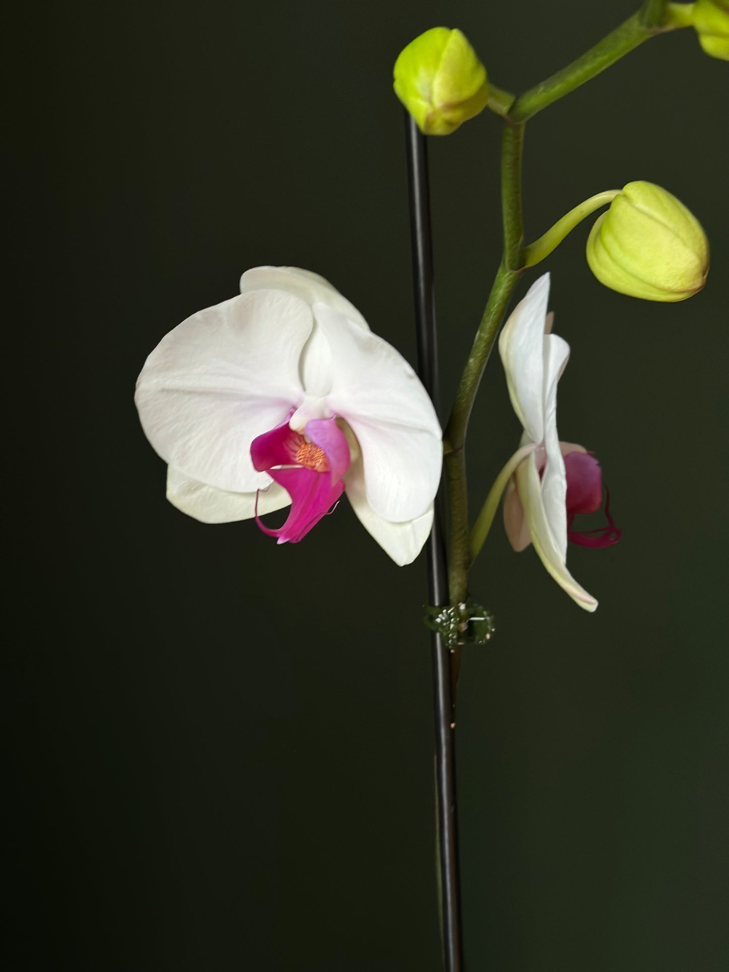 The Orchid Love